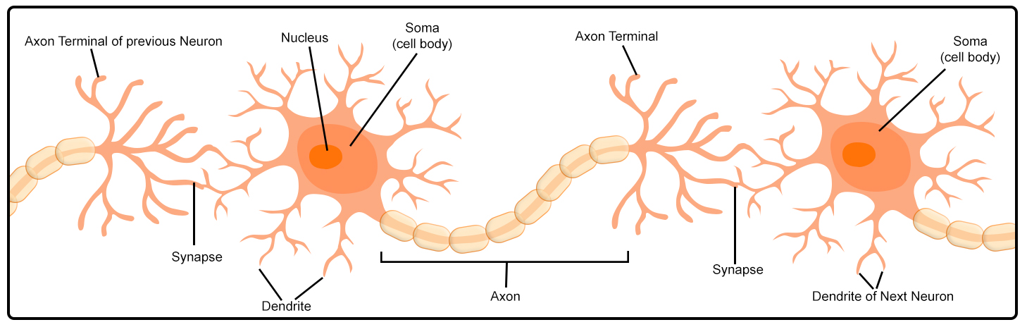 Structure of a biological neuron showing the nucleus, soma, dendrites, axon, axon terminal, and synapse, with two neurons connected to form a network